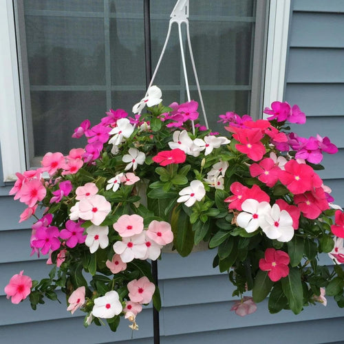 2 Mix Vinca Plants Live Vinca Plants for Planting Outdoor Garden, Ground Cover Plant Live, 4 to 6 Inches Tall