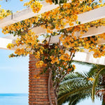 2 Yellow Bougainvillea Plants Live, Flowering Bougainvillea Vine for Outdoor Garden or Trellis, 5-9 Inch Tall, Very Hardy