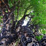 Black Jaboticaba Tree Live Jabuticaba Plant, 1 Ft Tall, Well-Rooted Brazilian Grape Tree for Planting, Rare Tropical Fruit Trees Outdoor Planting