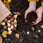 Common Black Tulip Bulbs, Vibrant Spring Blooms for Garden Beds and Containers, 10 Bulbs per Pack (Common Black)
