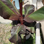 Banana Trees Live Plants from 4 to 6 Inc Long, Red Banana Plants Live for Planting Gardening Outdoor and Indoor, 1 Plant