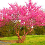 Eastern Redbud Tree Live Plant, 7" to 12" Tall, Red Bud Tree Plants Live, Purple Lavender Blooms Color, Zones 4 to 9, Cold Hardy, Dormant