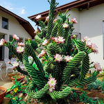 Rare Spiral Cactus Plant Live in 3" Pot, Spiral Cactus Houseplant Ornamental Plant, Live Cactus Plant for Home and Office Decoration, Fast-Growing
