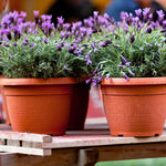 2 Live Fragrant Lavender Plants for Outside Planting, Perennial Lavandula Plants Live Fragrant Flowers, Well-Rooted 5-8" for Spring Bloom