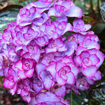 Hydrangea Tree Plants Live 5-9" in Tall, No Pot, 5-11" in Tall, Change Color Perennial Planting Indoor Outdoor, Long Lasting Blooms Flower (Double Petals, Pink White to Blue)