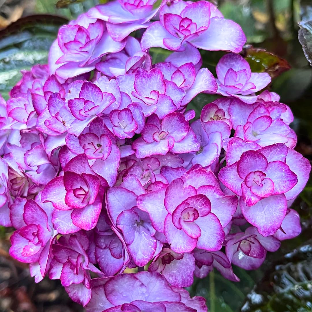 Hydrangea Tree Plants Live 5-9" in Tall, No Pot, 5-11" in Tall, Change Color Perennial Planting Indoor Outdoor, Long Lasting Blooms Flower (Double Petals, Pink White to Blue)