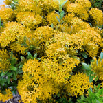 2 Yellow Ixora Plants Live, 5 to 7 Inc Long, Ixora Flower Plant, Shrub Plant Tropical Ornamental Plants, No Pot