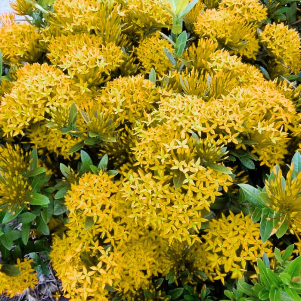 2 Yellow Ixora Plants Live, 5 to 7 Inc Long, Ixora Flower Plant, Shrub Plant Tropical Ornamental Plants, No Pot