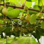 Female Kiwi Plants Live, Cold-Hardy Kiwi Berry Vines, Sweet Edible Well-Rooted 6-8 Inches, Fruit Trees Vines for Garden or Trellis