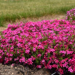 Pack 3 Creeping Phlox Plants Live, 5-9 Inches, Perennial Creeping Phlox Ground Cover Outdoor Garden (Red)