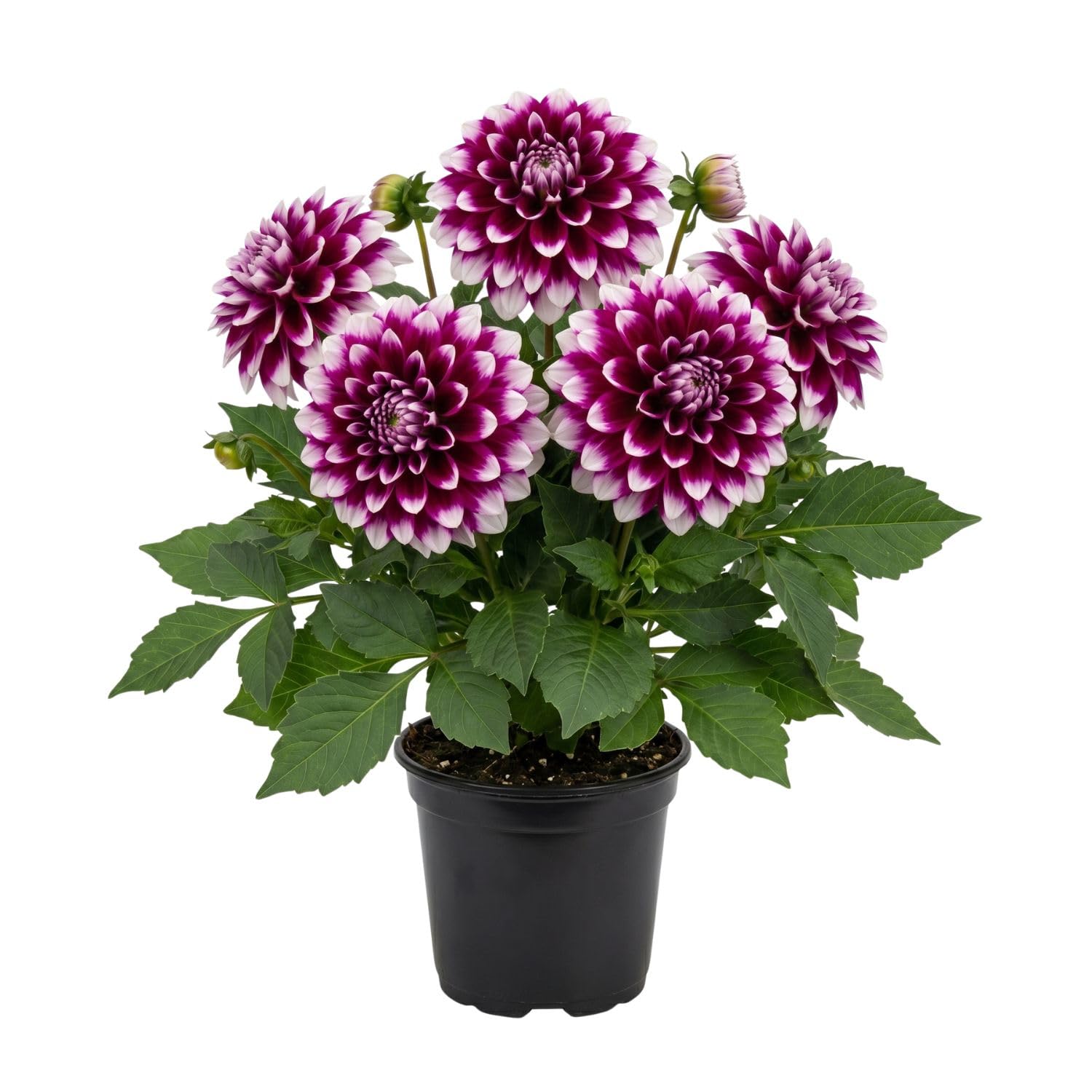 Set 2 White Purple Dahlia Bulbs, Dahlia Bulbs, Purple Flowering Bulbs for Garden Planting, Not Plants, Flower Bulbs for Growing