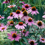 3 Purple Coneflower Plants Live, Flowering Echinacea Perennial Plant Roots, 4-6 Inches