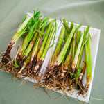 1 Pot Lemongrass Plants Live for Outdoor, 10 Inc Tall Lemon Grass Live Plants in Pot, Live Lemon Grass Plants