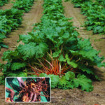 Pack 5 Rhubarb Plants Roots for Planting, Common Rhubarb Roots Live Plant, Vegetable Plant, 4 to 6 Inches Tall Garden