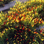 Pepper Plants Live for Planting, in 4" Pot, Hot Chili Pepper for Indoor and Outdoor Growing (Medium Hot Pepper)