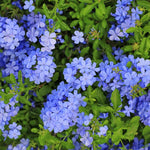 Set 4 Blue Plumbago Plants Live, Plumbago Flower Shrub Indoor Outdoor Planting, 4 to 6 Inch Tall