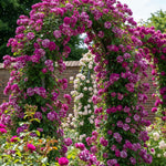 White Purple Climbing Rose Live Plant, 6 Months Old Starter, Fragrant Purple Climbing Roses for Planting Outdoor, No Pot