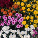 Pack 3 Mix Chrysanthemum Plants, Mums Plants Live, 3 to 6 Inch Tall Garden Mum Live Plant, Vibrant Fall Blooms, Hardy Chrysanthemum Flowers, No Pot