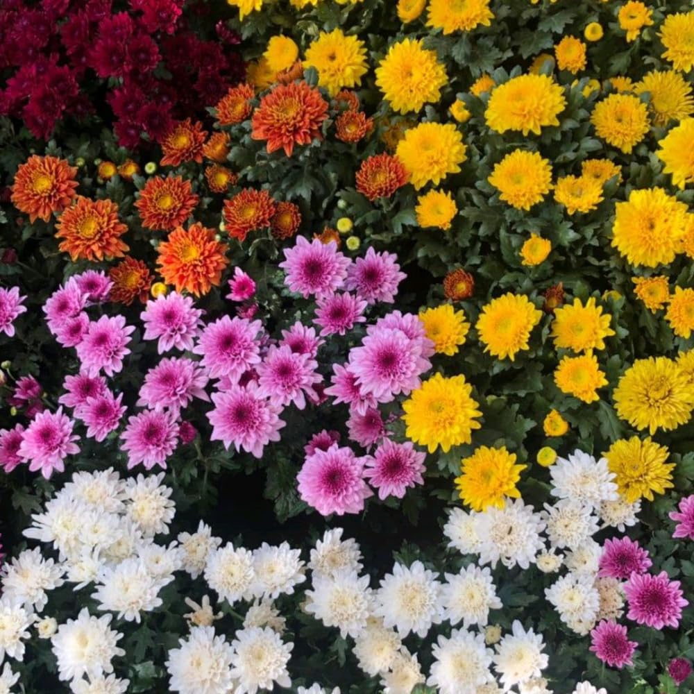 Pack 3 Mix Chrysanthemum Plants, Mums Plants Live, 3 to 6 Inch Tall Garden Mum Live Plant, Vibrant Fall Blooms, Hardy Chrysanthemum Flowers, No Pot