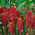 10 Awapuhi Pinecone Shampoo Ginger Rhizomes Plants, Red Ginger Plants, Fast Growing, Rare Plant for Outdoor Gardening, Fresh Bulbs