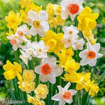 20 Daffodil Bulbs for Fall Planting, Spring-Blooming Narcissus Bulbs, Bulk Top Size Bulbs for Gardens, Borders and Flowerbeds Planting (Mixed Daffodil Bulbs)