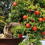 Wonderful Pomegranate Tree Live Plant, Hardy Pomegranate Fruit Tree for Outdoor Indoor Planting, Sweet Pomegranate Plant, Well-Rooted, 4 Inches Pot Plant, 7-10 Inches Tall