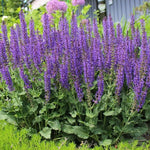 4 Fragrant Sage Salvia Live Plants, Planting in Spring Sage Plants Live, 5 to 10 Inches in Tall, Change Color (Blue-Purple)