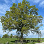Pack of 2 Willow Oak Tree Live Plants, Hardy Leaf Oak Plant, 12 to 18 Inches Height, Outdoor Growing, Dormant Tree