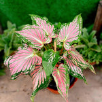 3 Mix Caladium Live Plants, 3 to 5 Inch Tall, Perennial Caladium for Indoor Outdoor Planting