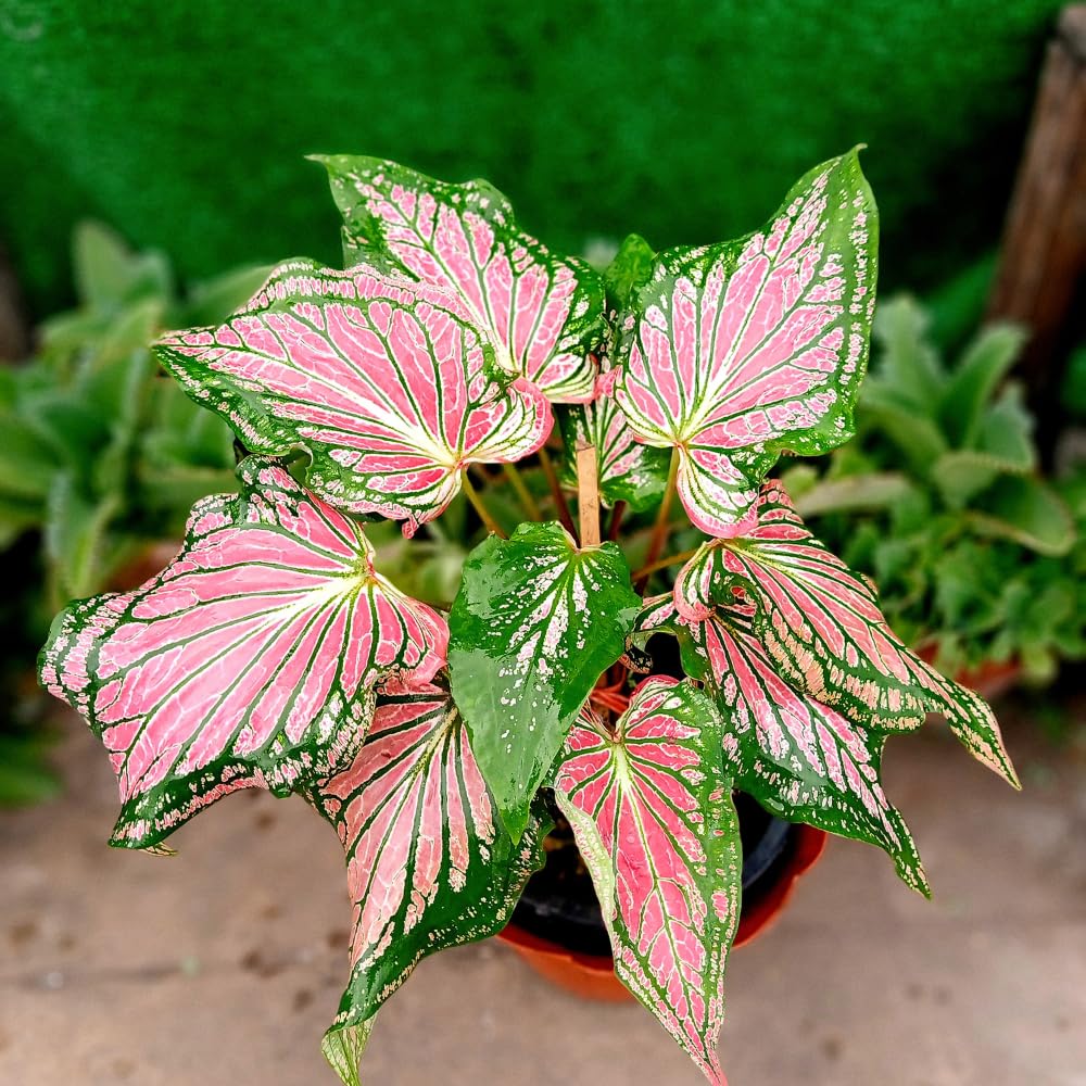 3 Mix Caladium Live Plants, 3 to 5 Inch Tall, Perennial Caladium for Indoor Outdoor Planting