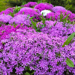 Pack 3 Creeping Phlox Plant Live, 5-9 Inches, Perennial Creeping Phlox Ground Cover Outdoor Garden (Mix-Colored)