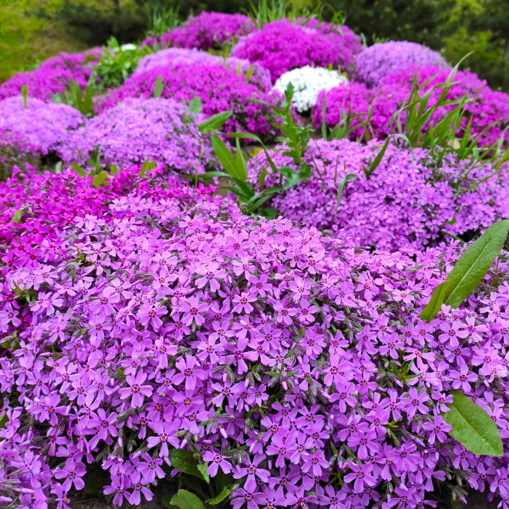 Pack 3 Creeping Phlox Plant Live, 5-9 Inches, Perennial Creeping Phlox Ground Cover Outdoor Garden (Mix-Colored)