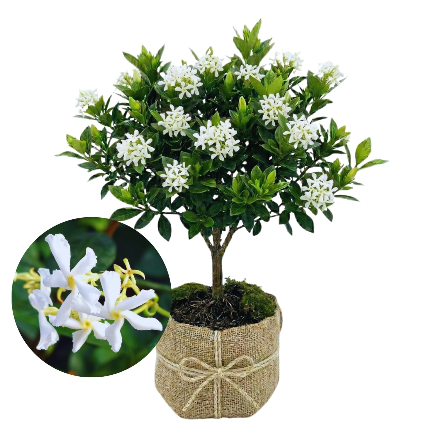 2 Jasmine Plants Live, Climbing Jasmine Flower Plant, Zone 4 to 11, 5 to 7 Inc in Height (Star)