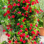 4 Red Mandevilla Plants, Flowering Mandevilla Vine, 4-6” Tall,Trailing Outdoor Plant for Trellises, Hanging Baskets, or Pots