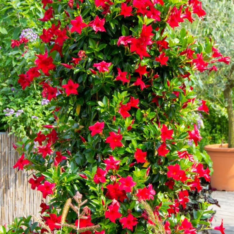 4 Red Mandevilla Plants, Flowering Mandevilla Vine, 4-6” Tall,Trailing Outdoor Plant for Trellises, Hanging Baskets, or Pots