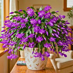 2 Purple Christmas Cactus Live Plants, Easy Care Houseplant, 4-7'' Tall