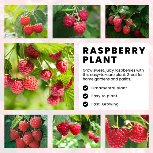 2 Raspberry Plants Live for Planting, Golden Raspberry Everbearing, Very Large and Sweet Raspberries, Well-Rooted Zones 4-8 (Caroline Red)