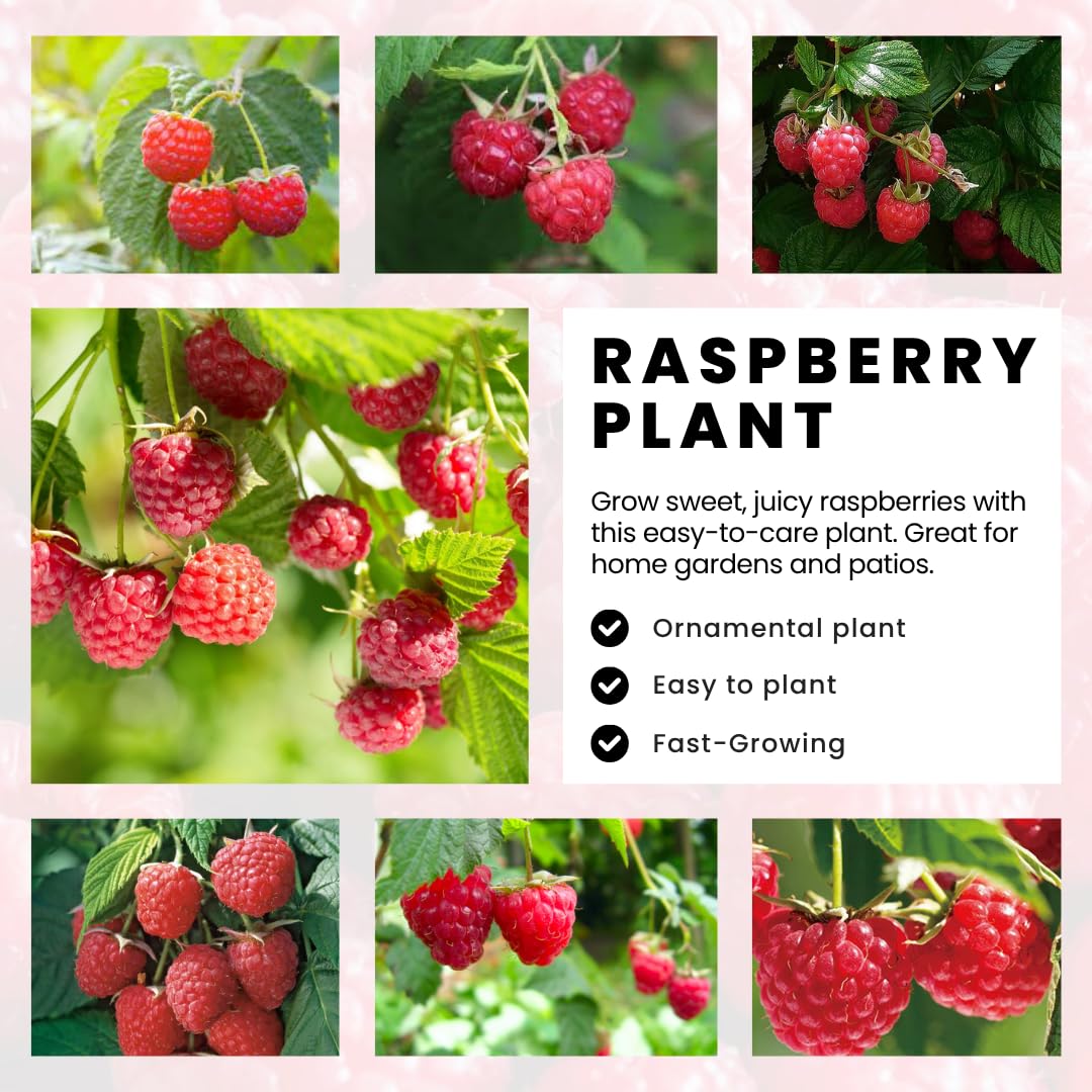 2 Raspberry Plants Live for Planting, Golden Raspberry Everbearing, Very Large and Sweet Raspberries, Well-Rooted Zones 4-8 (Caroline Red)