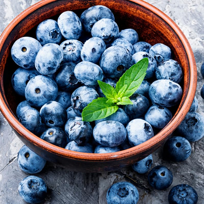 2 Blueberry Trees Live Plant for Planting, 5-10" Tall, Blueberry Plant Live, Sweet Blueberry Bush Live Plant, Large Blueberries Fruit Bareroot (Duke Blueberry)
