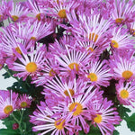 2 Mums Plants Live, Pink Yellow Chrysanthemum Plants Live, No Potted, Chrysanthemum Flower Live Plant, Mum Live Plant, 5 to 8 Inc