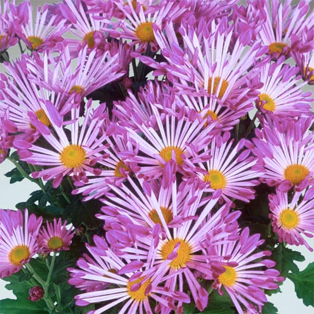 2 Mums Plants Live, Pink Yellow Chrysanthemum Plants Live, No Potted, Chrysanthemum Flower Live Plant, Mum Live Plant, 5 to 8 Inc