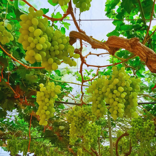10 Green Grape Cuttings for Planting, Grape Vine Plant, Sweet Fruit Garden, 6 to 8'' Tall Cuttings