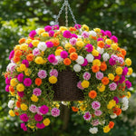 Double Portulaca Moss Rose Plants Live, 2 Mix Portulaca Plants Pots Flower Ground Cover Plant Hanging Basket