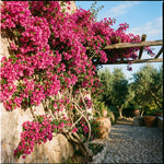 Set 2 Bright Pink Bougainvillea Live Plants 4-7 Inches Tall, Vibrant Bumgainvillea Flowering Vines for Garden, Patio Containers and Indoor Growing