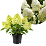 Lime Hydrangea Live Plant in 2.5'' Pot, Hydrangea Bush Shrub Vibrant Blooms, Outdoor Garden, Ready to Grow