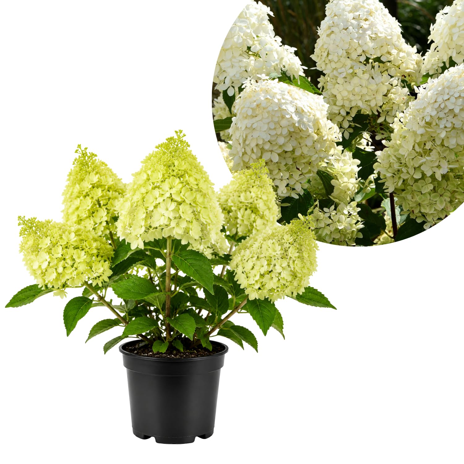 Lime Hydrangea Live Plant in 2.5'' Pot, Hydrangea Bush Shrub Vibrant Blooms, Outdoor Garden, Ready to Grow