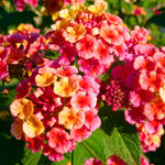 Pack 2 Lantana Live Plants for Planting, Hardy Perennial Lantana Bushes Well Rooted 4-7 Inches, Assorted Blooms (Rose Flowers)