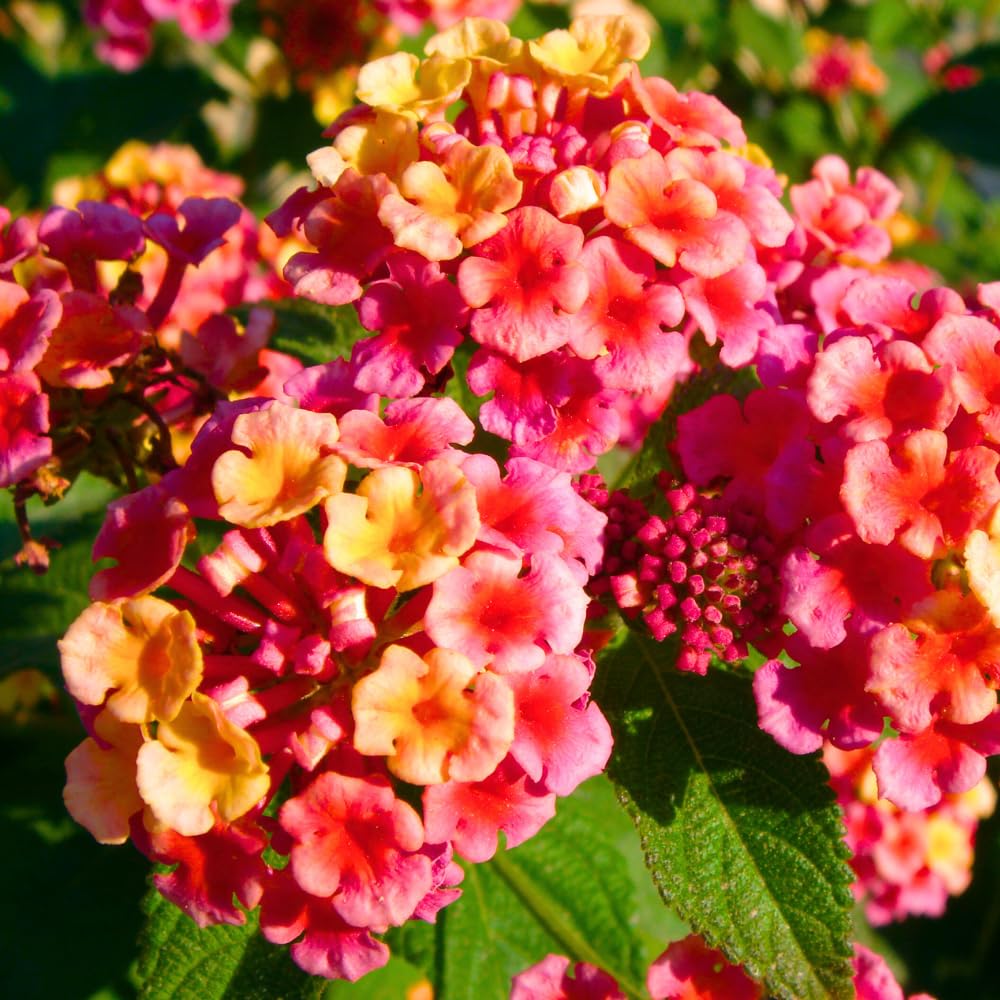 Pack 2 Lantana Live Plants for Planting, Hardy Perennial Lantana Bushes Well Rooted 4-7 Inches, Assorted Blooms (Rose Flowers)
