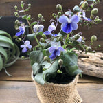 Clerodendrum Plants Live Well-Rooted for Outdoor Planting, Blue Butterfly Clerodendrum Wallichii Schmidtii Smithianum Light Bulbs Tropical Live Plant, Chains of Glory Tree, 5"-9" in Tall