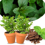2 Peppermint Plants Live Clumps Potted, Size 5-9" in Tall, Fresh Mints Herb for Indoor Outdoor Growing, Culinary Gardening, Cold Hardy and Fast-Growing